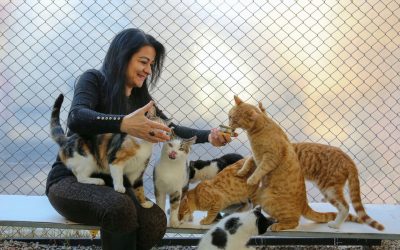 : A woman with six cats beside her and on her lap feeds them commercial cat food