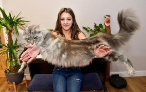 Large Maine Coon cat held by lady