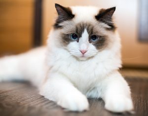 Affectionate Ragdoll cat laying down