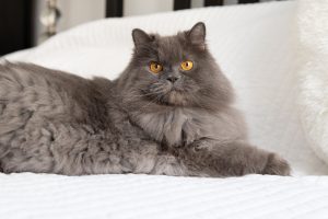 Grey Persian Cat