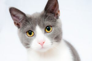 Grey and white short-fur cat