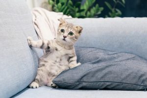 Cat that looks surprised on a sofa.