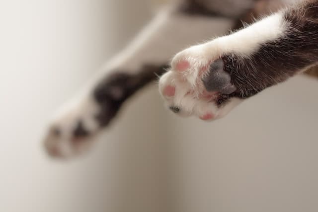 Truth About Declawing Your Cat: Is it Really Necessary?