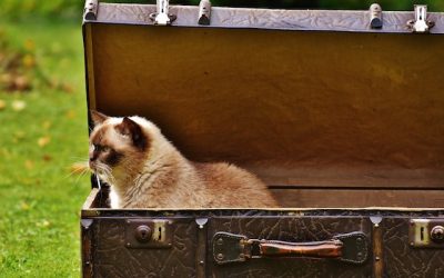 How to Move with Cats