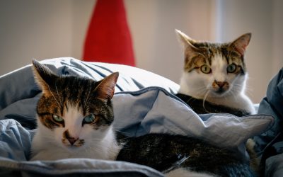 Keeping Peace Multi-Cat Home
