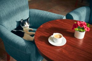 A tuxedo cat sitting on a blue chair in a cafe. 