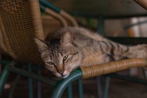 A cat sleeping on a chair in a cafe