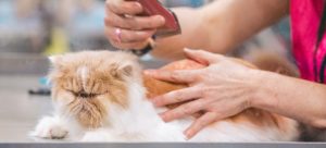A professional pet groomer tending to a cat’s coat