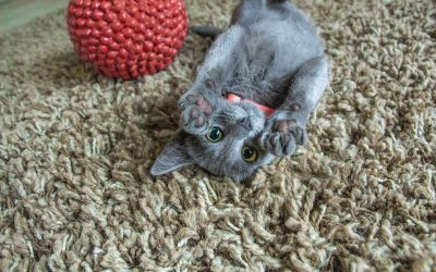 : gray kitten playing on the carpet