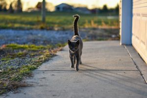 A gray cat with a lifted tail 