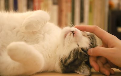 Cat Trying to Tell You
