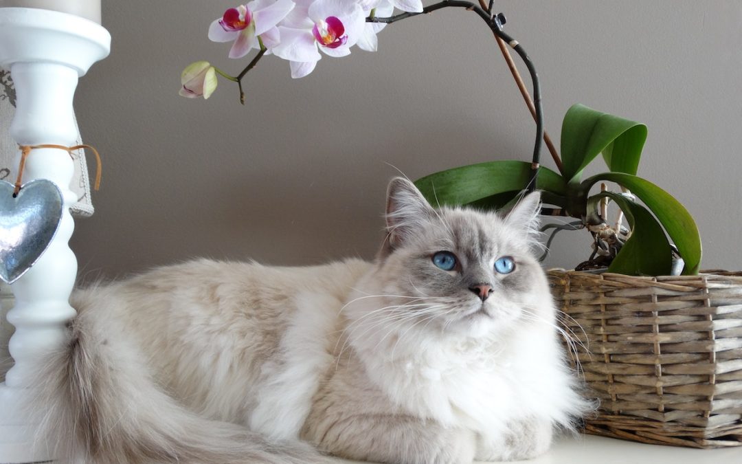 Cat Breeds Perfect for Apartment Living