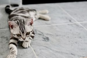 A white and black kitten lying on tiles.