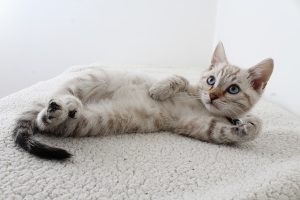 A gray tabby kitten lying down.
