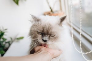 A person touching a grey cat near the window.