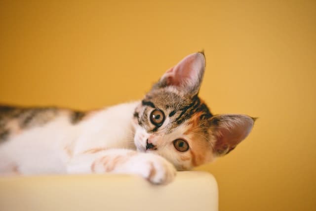 Stimulating Environment For Your Indoor Cat