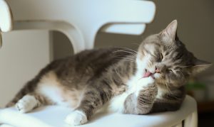 A cat licking its paw