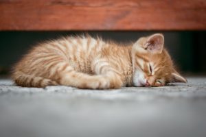 An orange kitten sleeping on the floor.