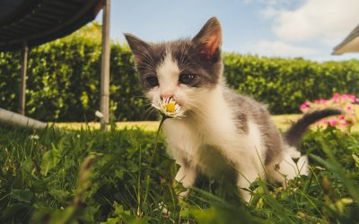 Cat-Friendly Zones in Your Home