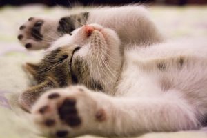 close-up photo of cute sleeping kitten
