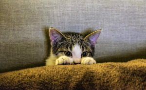 kitten hiding behind a pillow
