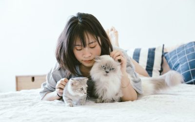 Pets Safe During Home Improvements