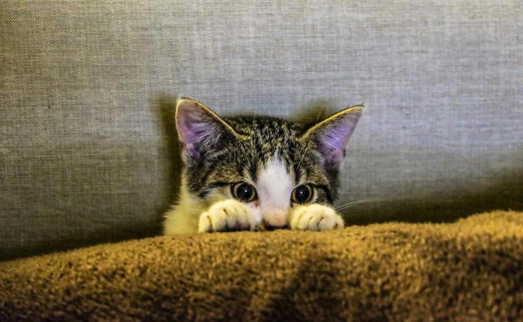 A tiny cat hiding behind a blanket