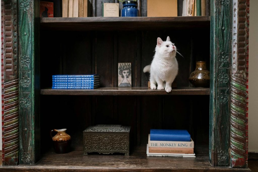 A white cat inside a brown shelf