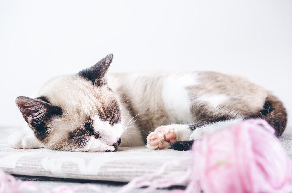 The Science of Cat Napping