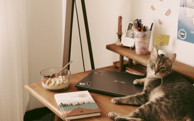 Alt-tag: A tabby cat on a desk with a laptop, office supplies, and a bowl of food.