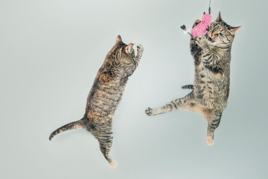 two cats jumping and playing with a pink toy.