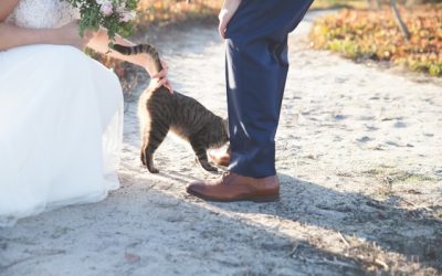 Bride and groom petting a cat as an example of ways to incorporate your pets into your wedding